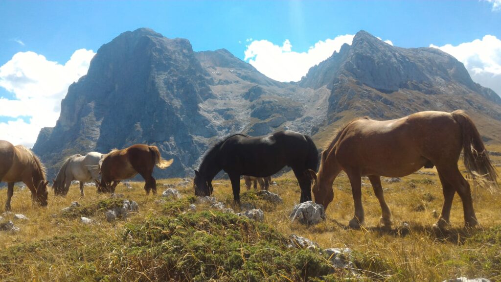 Vista Gran Sasso con cavalli